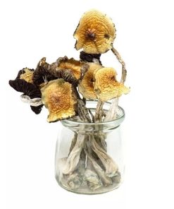 Bulk Mushrooms Golden Emperors