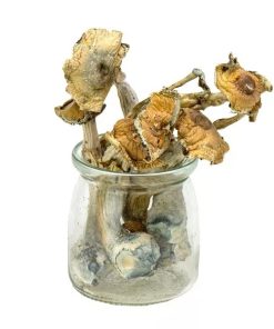 Bulk Mushrooms Vietnamese