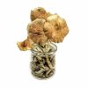 Golden Teacher Magic Mushrooms