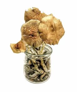 Golden Teacher Magic Mushrooms