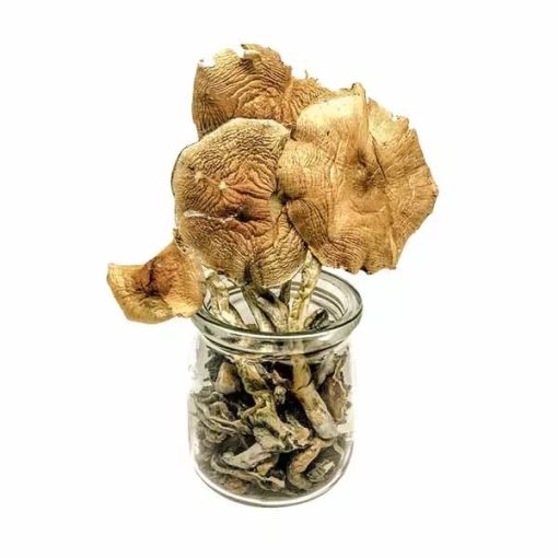 Golden Teacher Magic Mushrooms