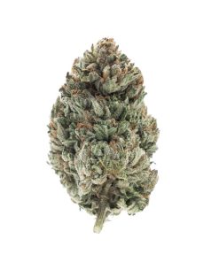 Purple Candy Indica