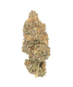 Purple Haze Sativa Deadhead Chemist