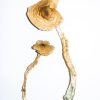 Golden Teacher Magic Mushrooms 3