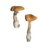 PE #6 Magic Mushrooms (Premium)