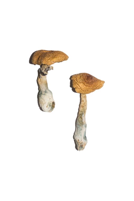 PE #6 Magic Mushrooms (Premium)