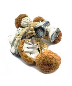 Bulk Shrooms