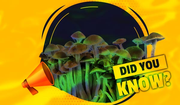 Magic Mushrooms Explained