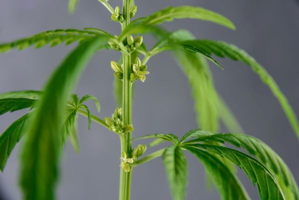 What Cannabis Does to Your Body and Brain