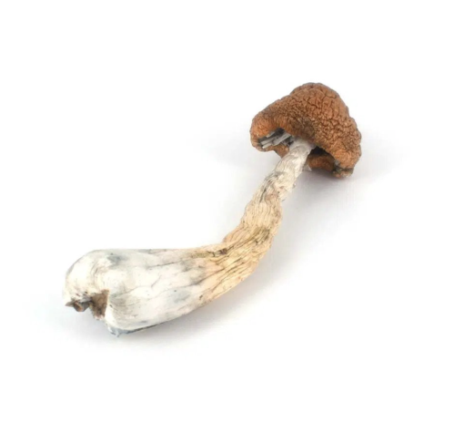 Melmac Magic Mushrooms (Premium)