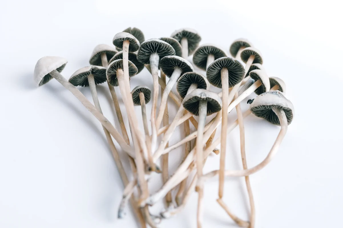 Blue Meanie Mushrooms Strain