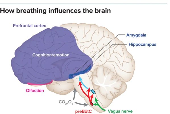 breathing influences brain