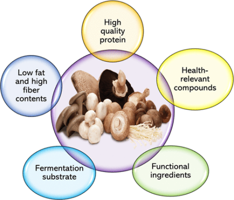 functional mushrooms