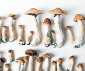 functional mushrooms