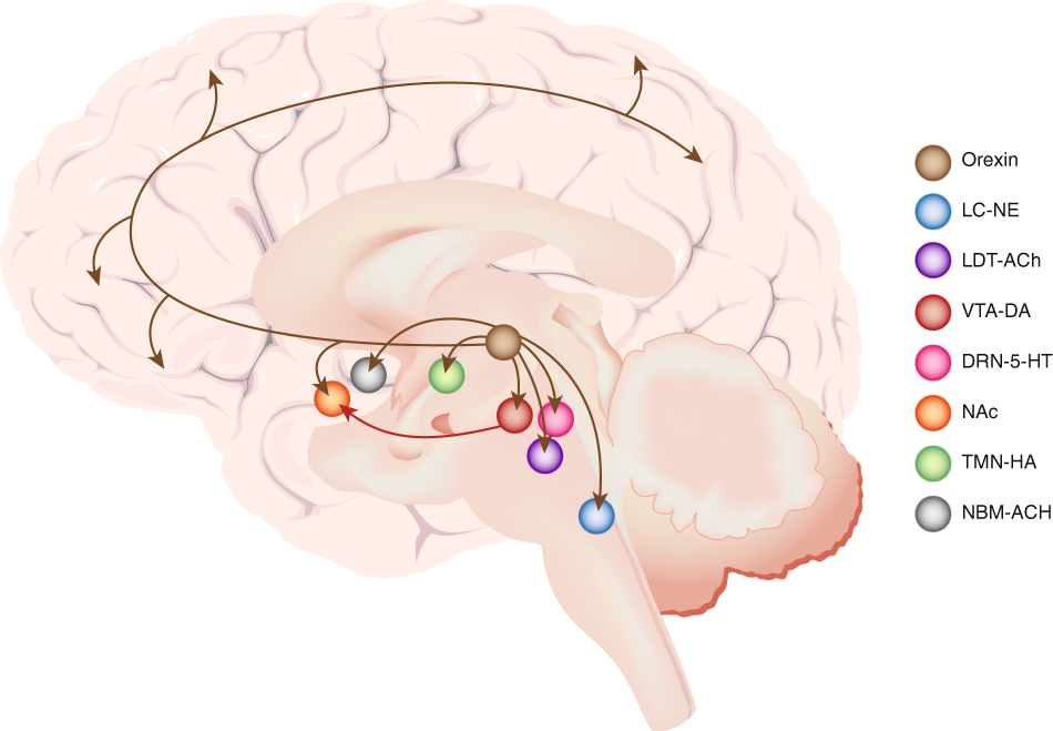 Microdosing with Intention: How to Build an Edible Protocol That Works for You