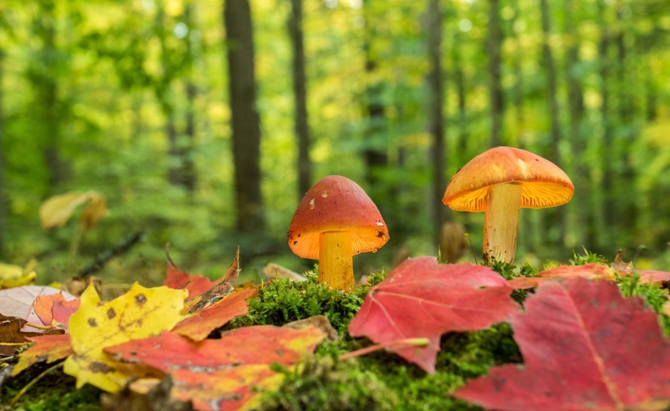 LSD and Cognitive Flexibility: Can Edibles Make You More Open-Minded?