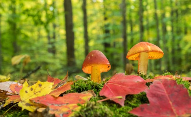 LSD and Cognitive Flexibility: Can Edibles Make You More Open-Minded?