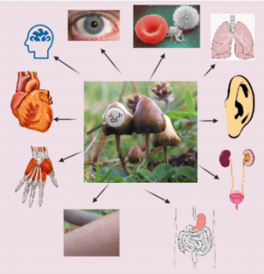 How Mushrooms Interact with the Body’s Natural Systems