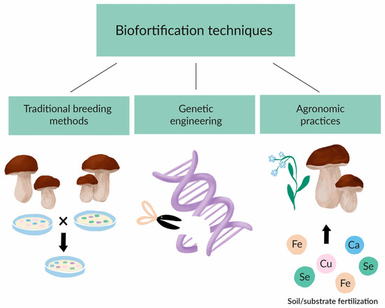 🍄 Are Mushroom Blends More Effective Than Single-Species Supplements?