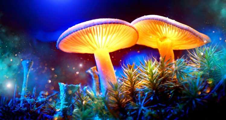 Mushrooms for Seasonal Immunity: A Natural Shield During Cold & Flu Season