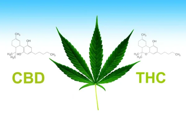 THC and the Emotional Body: A Somatic Approach to Cannabis Use