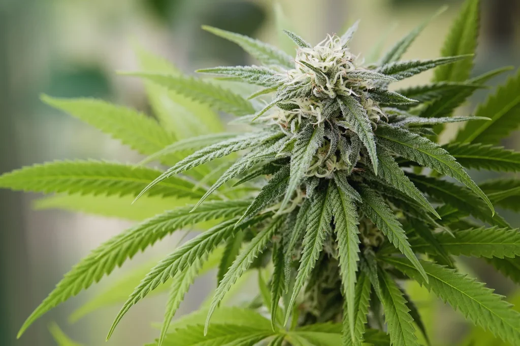 LSD and the Serotonin System: How Do Edibles Interact With Our Brain Chemistry?