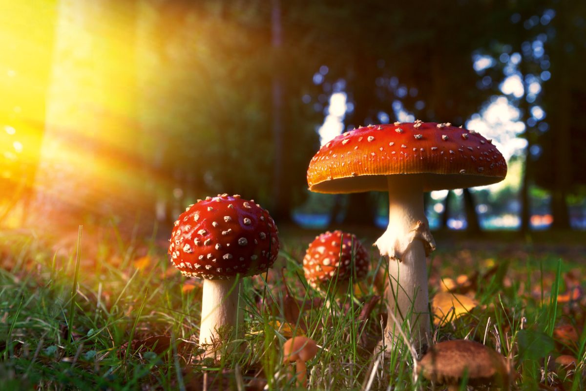 Microdosing LSD Edibles: Can Small Doses Create Big Shifts in Mood and Focus?