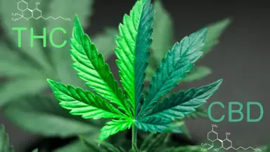 THC and Neuroplasticity: Can Cannabis Rewire the Brain Like Psychedelics?