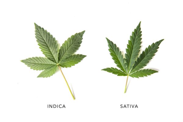 Sativa vs. Indica for Sleep: Which Strain Supports Better Rest and Recovery?