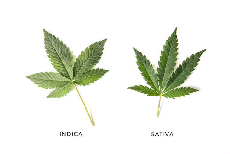Sativa vs. Indica for Sleep: Which Strain Supports Better Rest and Recovery?