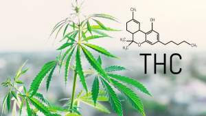 The Brain on THC: How Cannabis Affects Memory, Mood, and Focus
