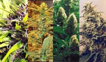 Customizing Your High: How Dose, Terpenes, and Timing Shape Experience