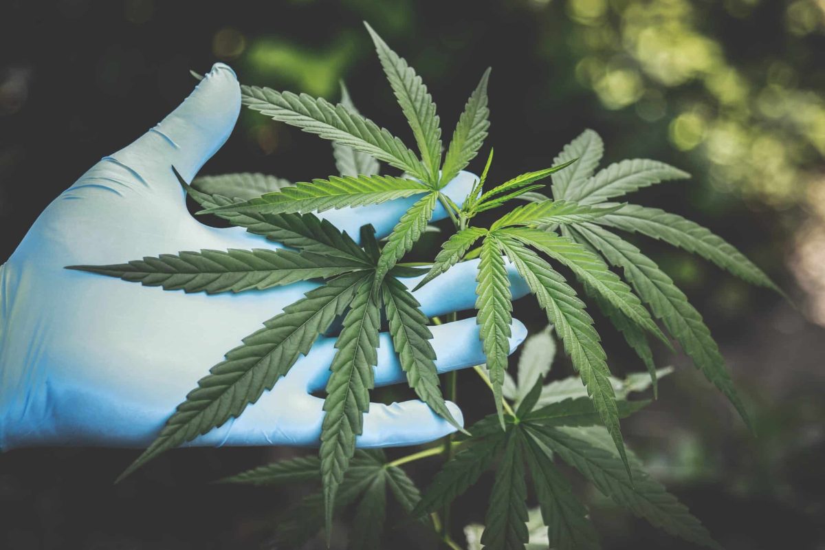 Cannabis and Time Perception: Why THC Can Stretch or Compress Moments